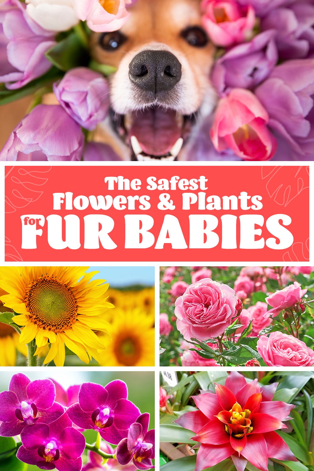 The safest flowers and plants for fur babies