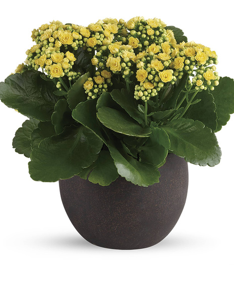 Forever Yellow Kalanchoes
