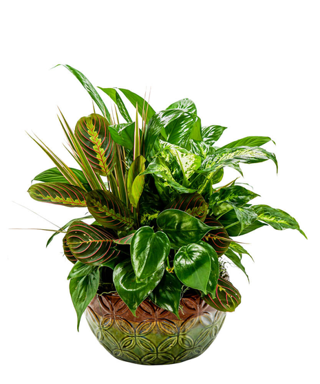 Mother Earth Dish Garden