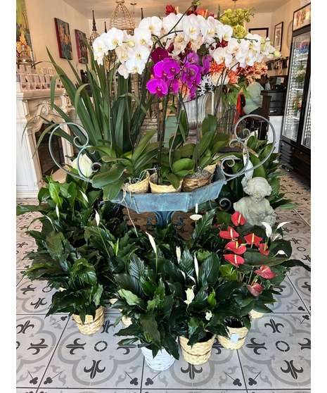 Designer's Choice Plant -  Select the Finest Option