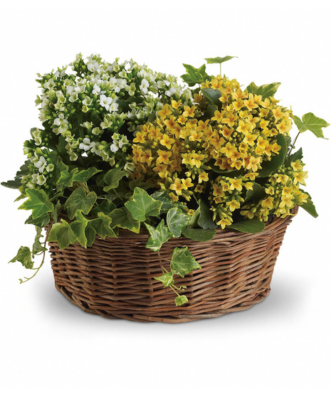 Basket of Joy