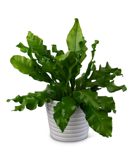 Bird's Nest Fern