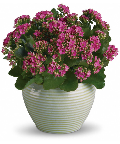 Bountiful Kalanchoe