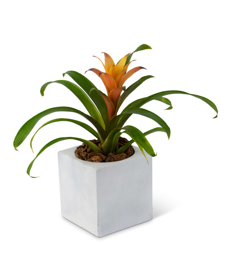 Bromeliad Mini