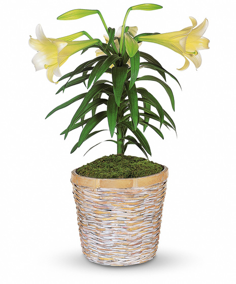 Easter Lily Plant
