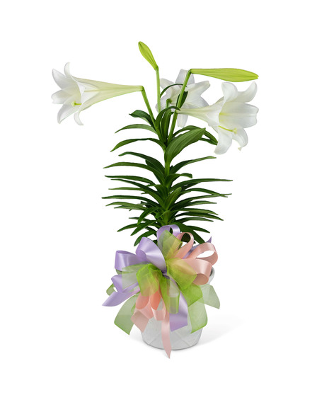 Easter Lily with Bow