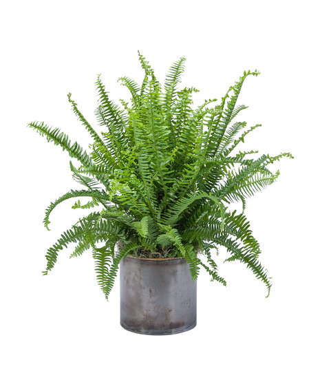 Fern