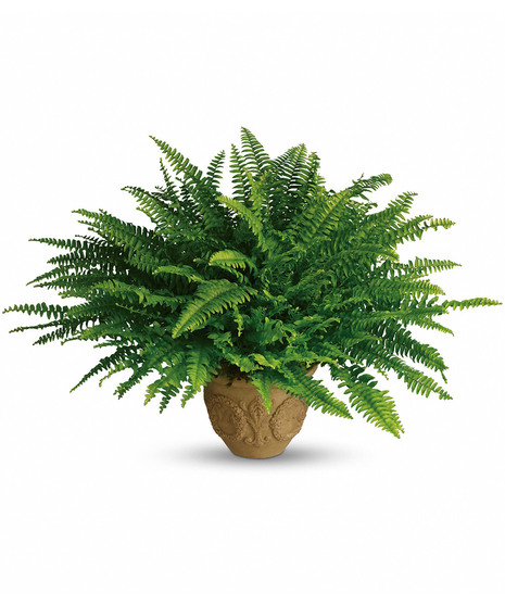 Heartwarming Thoughts Boston Fern