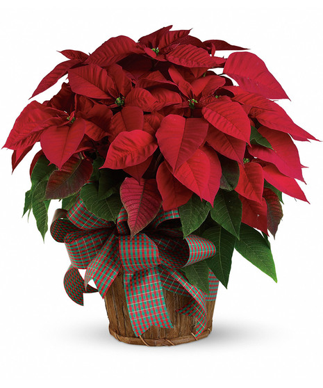 Large Red Poinsettia