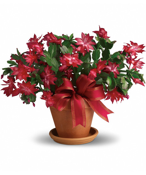 Merry Christmas Cactus