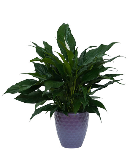 Peace Lily Plant in Ceramic Container