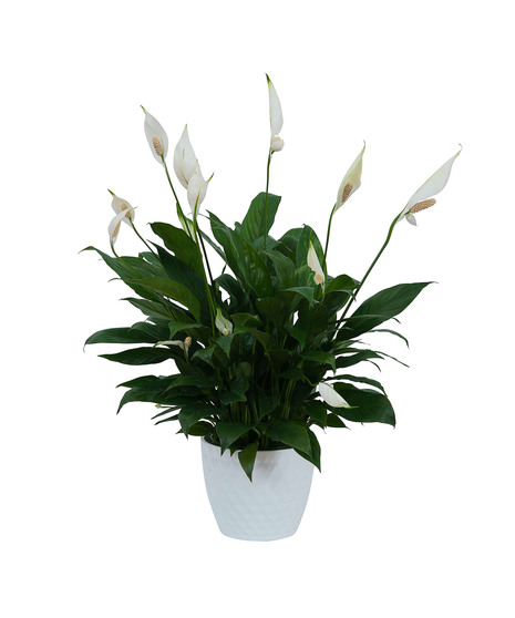 Peace Lily Plant in Ceramic Container