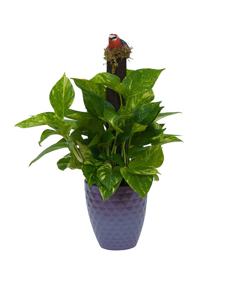 Pothos on Pole in Special Container