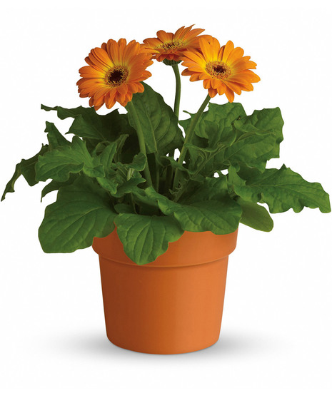 Rainbow Rays Potted Gerbera - Orange