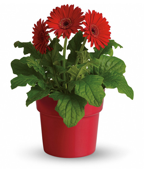 Rainbow Rays Potted Gerbera - Red