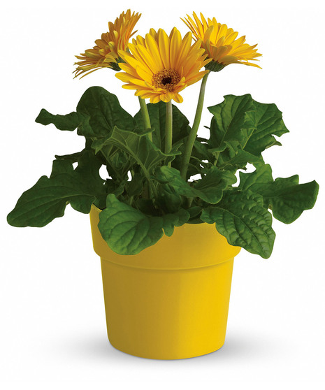 Rainbow Rays Potted Gerbera - Yellow