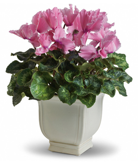 Sunny Cyclamen