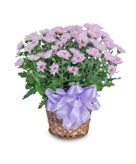 Lavender Chrysanthemum Basket