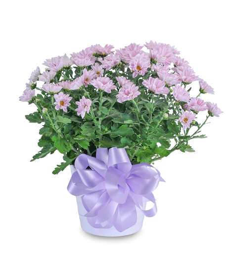 Lavendar Chrysanthemum in Ceramic Container
