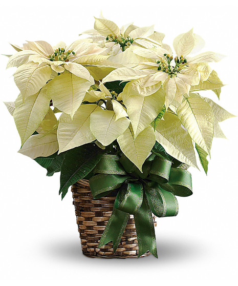 White Poinsettia