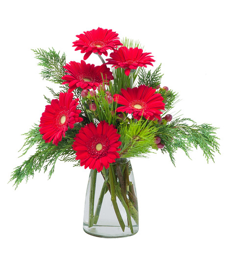 Winter Gerberas